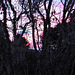 Evening Through Trees.