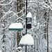 Snow on the Bird Feeders