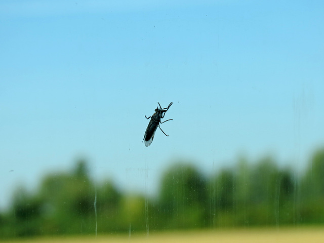 (216/365) Diese elenden Blutsauger! - I hate that!