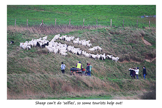 Sheep & tourists in Seven Sisters Country Park - 23 12 2015