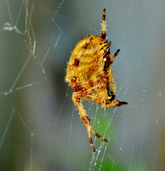 Orb Web Spider