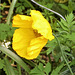 The lovely papery petals of the Californian Poppy