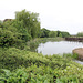 Glastonbury Abbey duck pond