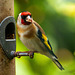 Goldfinch