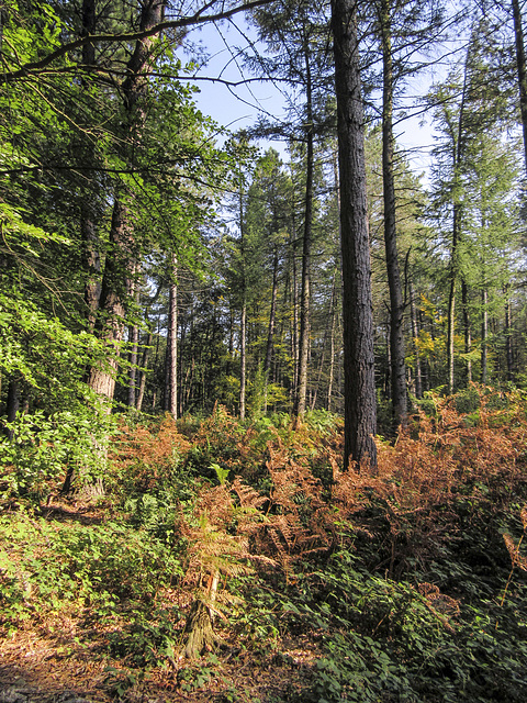 Early autumn colours in Rough Standhills 1