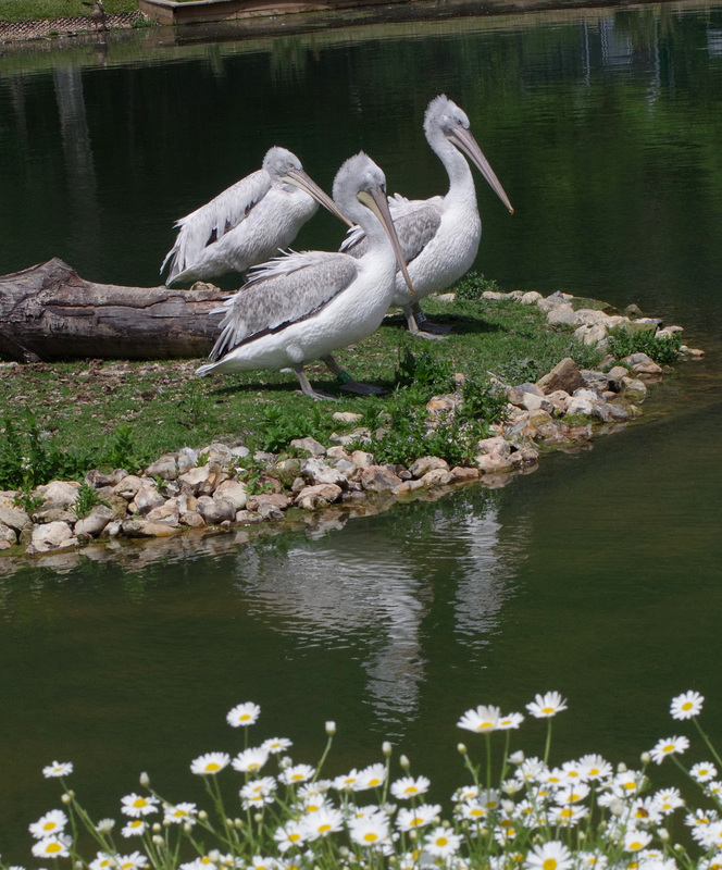 Dalmatian pelicans