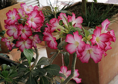 Adenium obesum