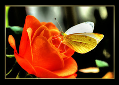 Butterflies evening visite. ©UdoSm