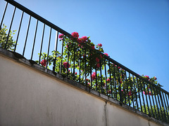 IMG 20250516 110503