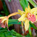 Orchid Plants 15