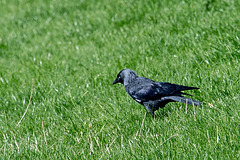 20140907 4833VRAw [NL] Dohle (Corvus monedula), Terschelling