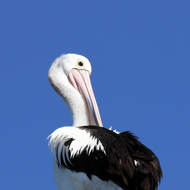 March Pelican