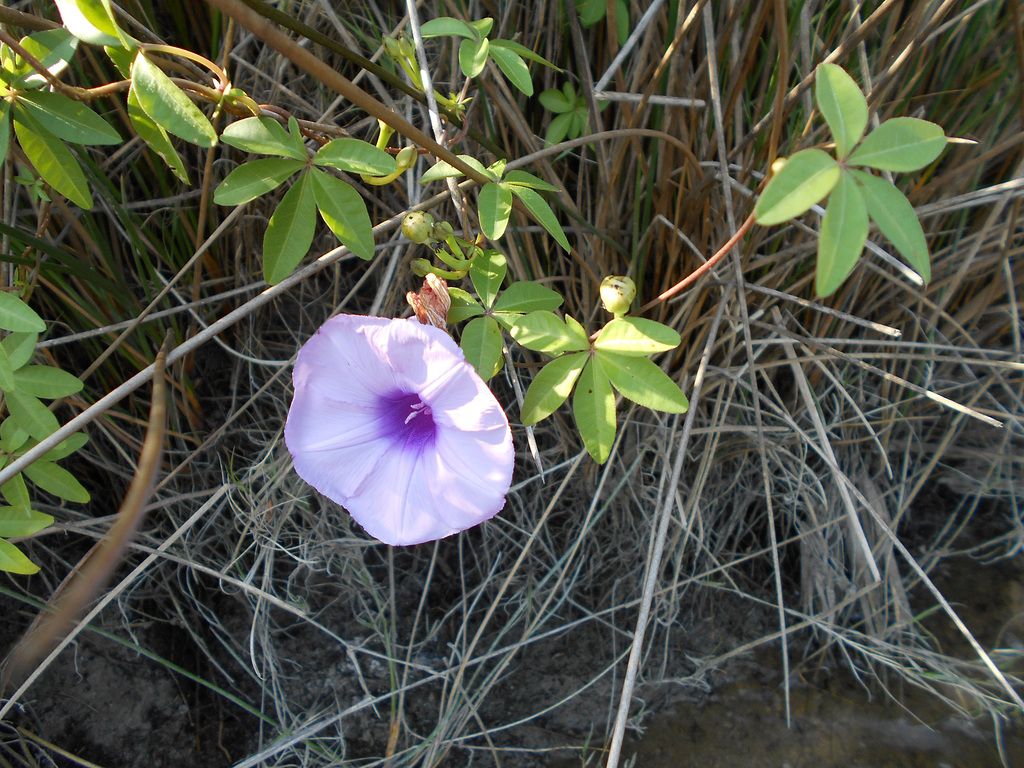 DSCN7185 - jetirana Ipomoea cairica, Convolvulaceae