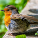 Robin