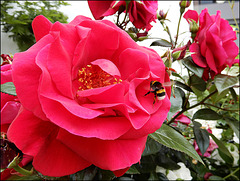 le temps des roses