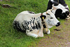 Glückliche Kühe auf dem Möltner Joch (5 PicinPic)