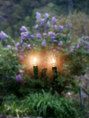 Ampoules et lilas