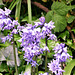 Some of the blue-bells have a purplish hue