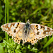ButterflyIMG 5406
