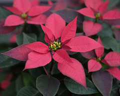 Pointsettia