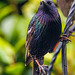 Starling