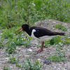 Oystercatcher