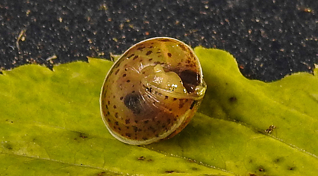 20211004 3026CPw [D~LIP] Dunkles Kegelchen (Euconulus praticola), Bad Salzuflen