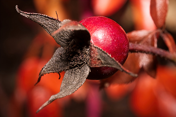 .........die Hagebutte ist die Frucht der Rose................... the rosehip is the fruit of the rose..................l'églantier est le fruit de la rose..................