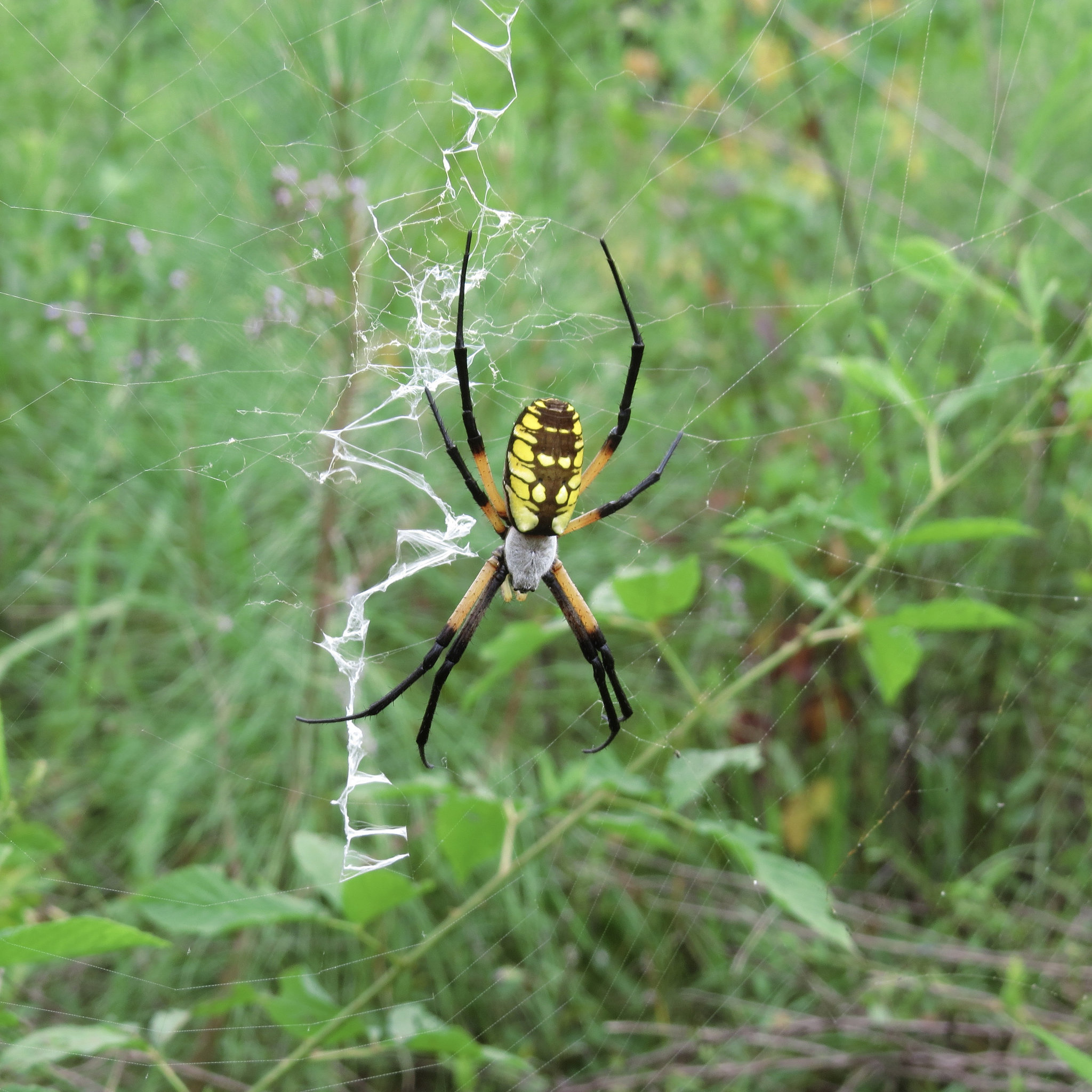 Garden spider