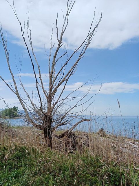 Baum am See