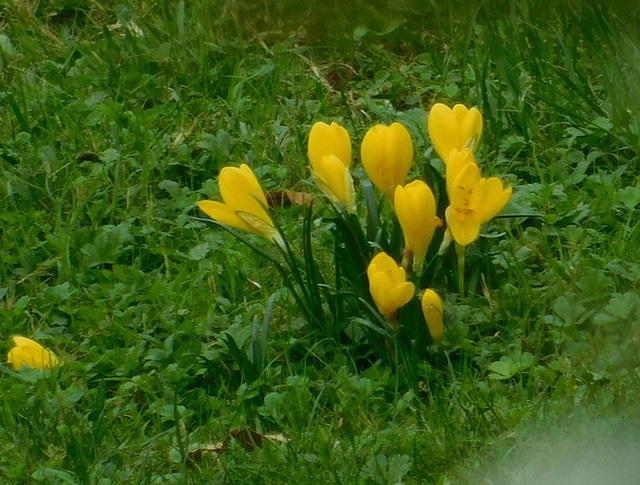 Crocus du parc*************