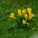 Crocus du parc*************