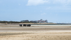 Niederlande / Belgien - Het Zwin