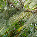 Orchid Plants 17