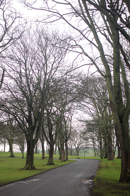 Winter Trees