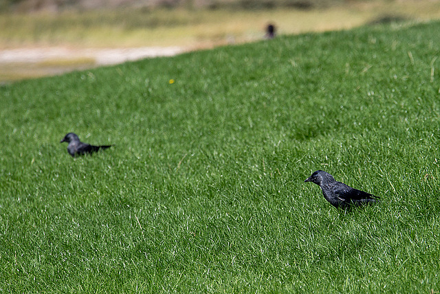 20140907 4832VRAw [NL] Dohle (Corvus monedula), Terschelling