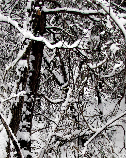 Snowy Tangle