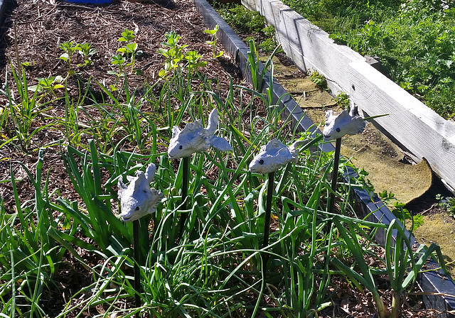 garden fish