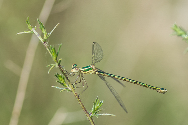 Migrant Spreadwing - DSA 0584