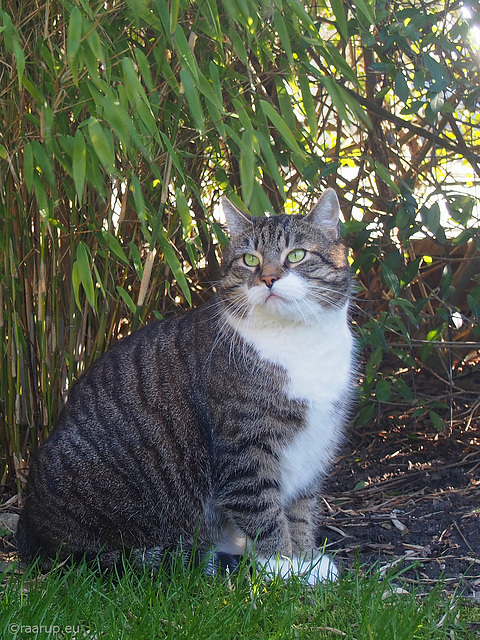 Green eyes in the green - for Happy Caturday and Eyes of March