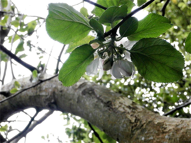 Some of the apple blossom which gave us  a great crop last year