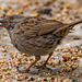 Dunnock