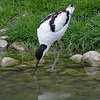 Avocet