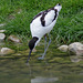 Avocet