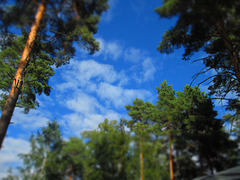 Puntala pines & sky