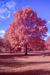 Levengrove Park - IRChrome