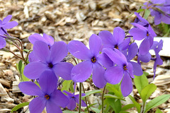 Le Phlox rampant !