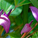 Orchid Plants 18