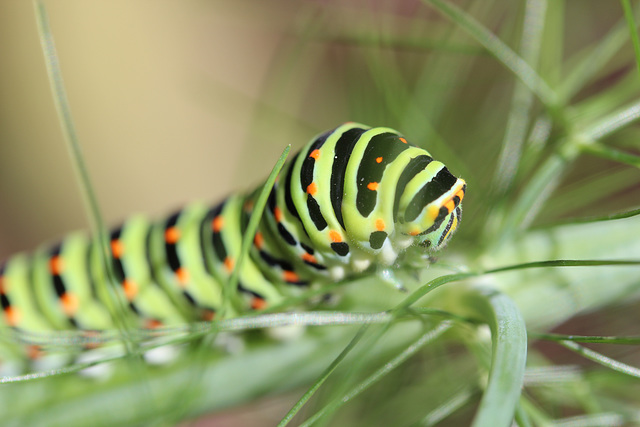 Machaon