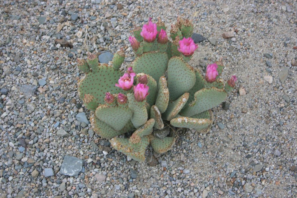 Beavertail in bloom